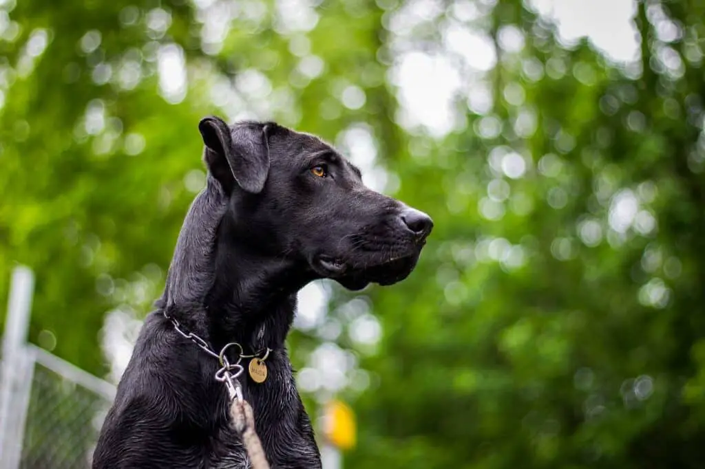 Great Danes