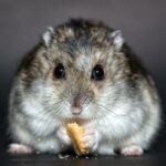 Can Hamsters Eat Salted Sunflower Seeds?