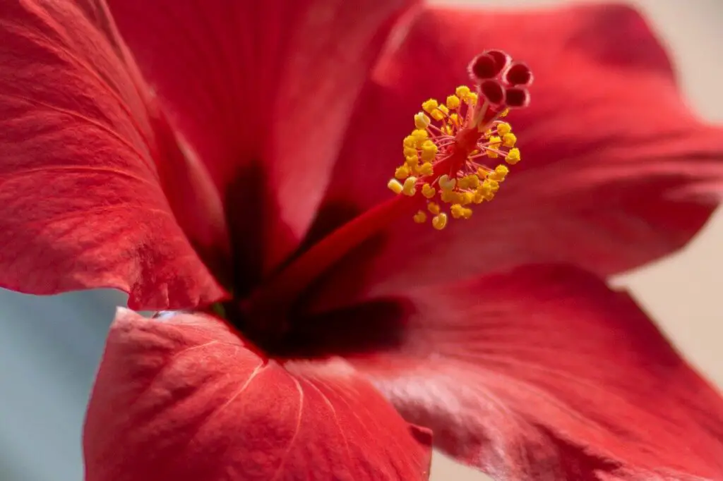 Hibiscus Flowers