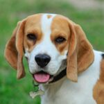 How Bad Do Beagles Shed?
