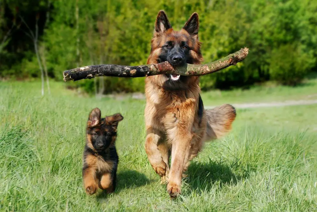 How Fast Are German Shepherds