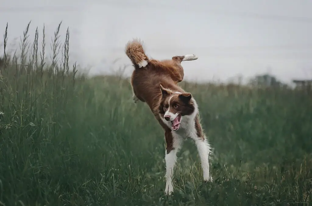 How Fast Can A Border Collie Run