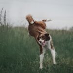 How Fast Can A Border Collie Run?