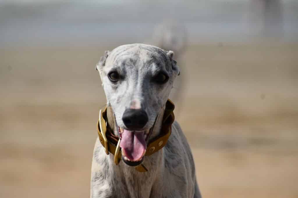 How Fast Can A Whippet Run