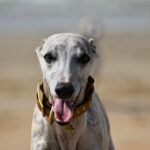How Fast Can A Whippet Run: The Speediest Dog Breed?