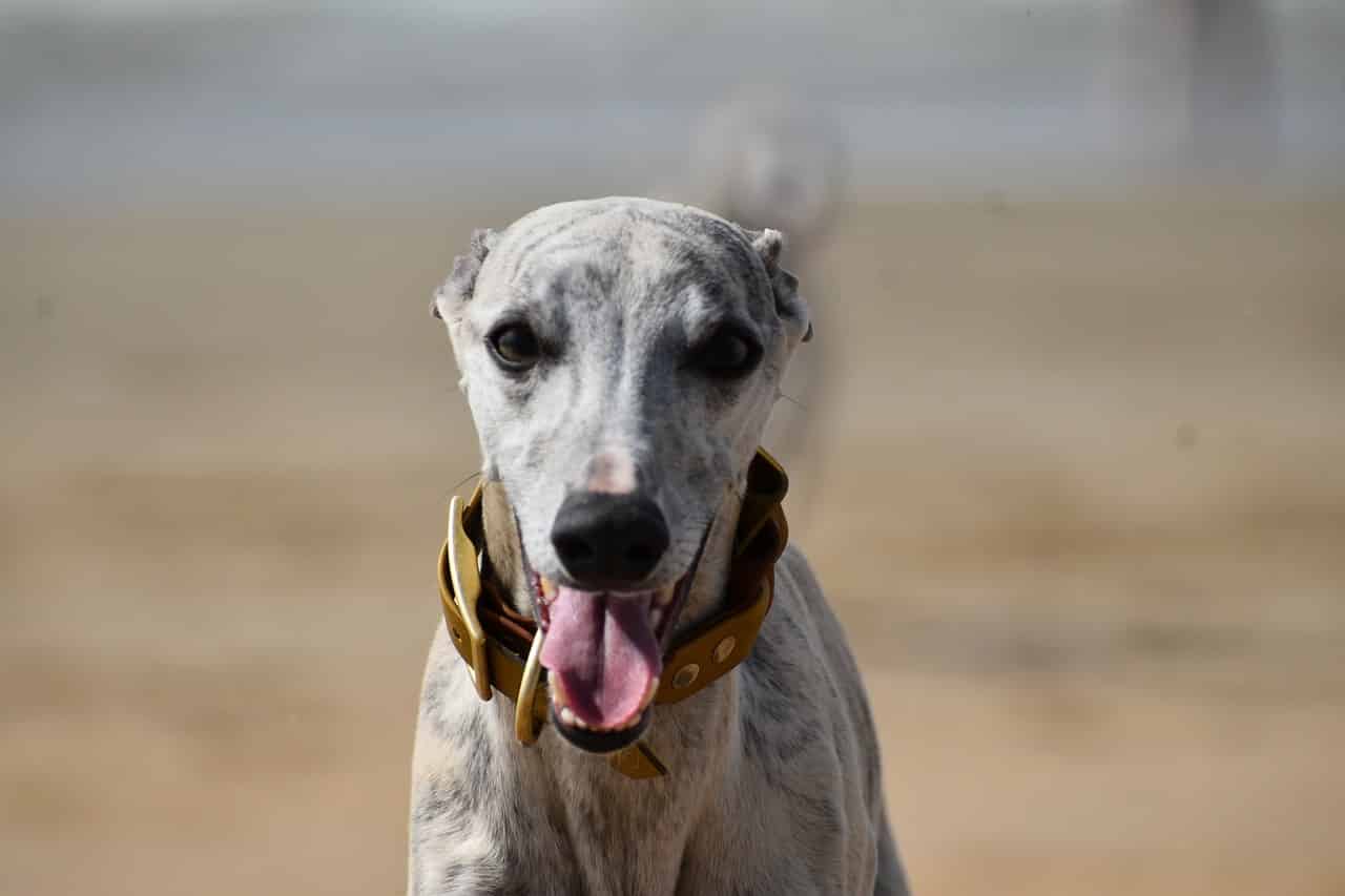 How Fast Can A Whippet Run: The Speediest Dog Breed?