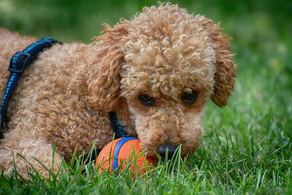 how fast can a mini poodle run