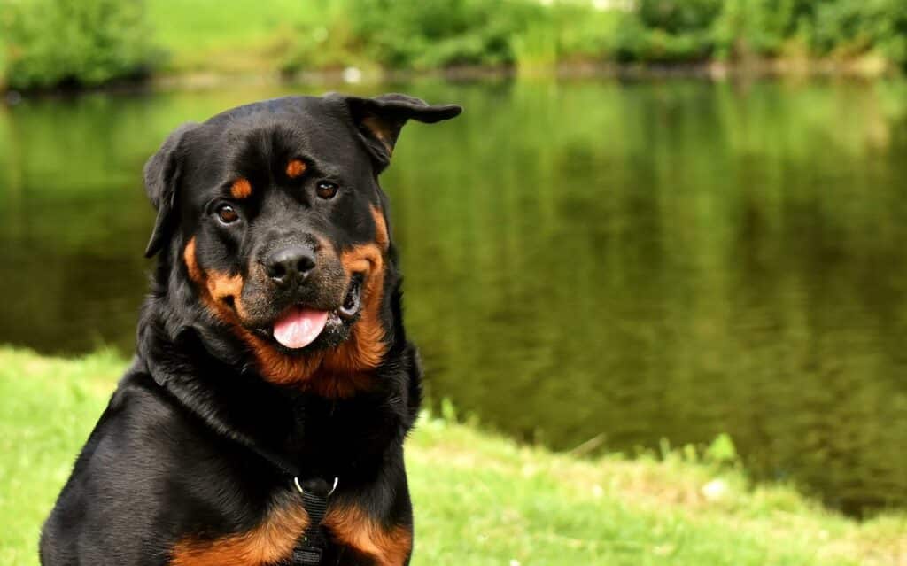 How Fast Can Rottweilers Run