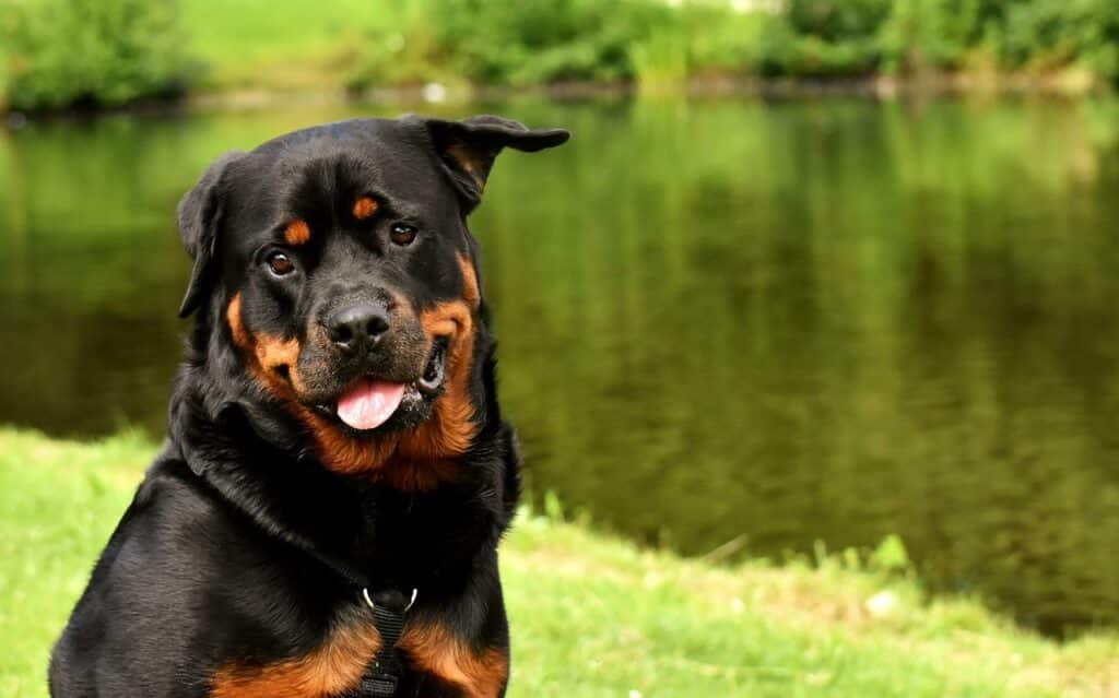 are rottweilers running dogs