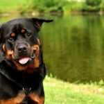 How Fast Can Rottweilers Run?