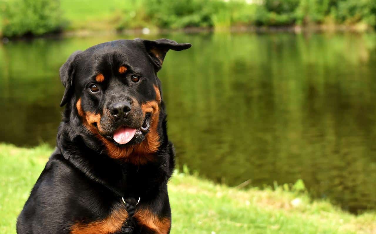 are rottweilers good for running