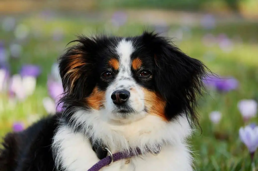 curious if australian shepherd dogs are hypoallergenic