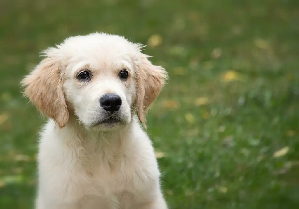 are golden retrievers good running dogs