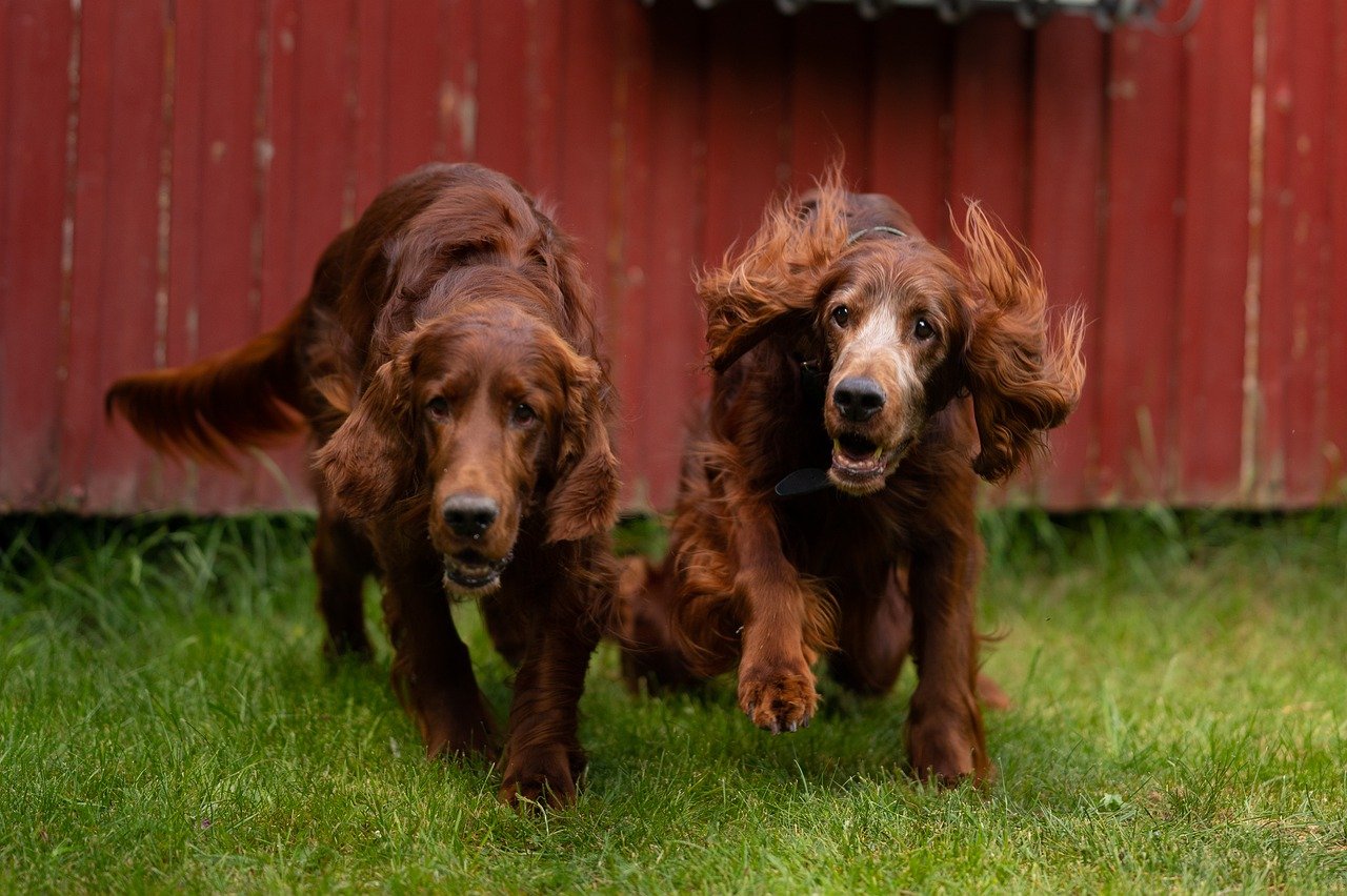 are irish setter puppies lazy