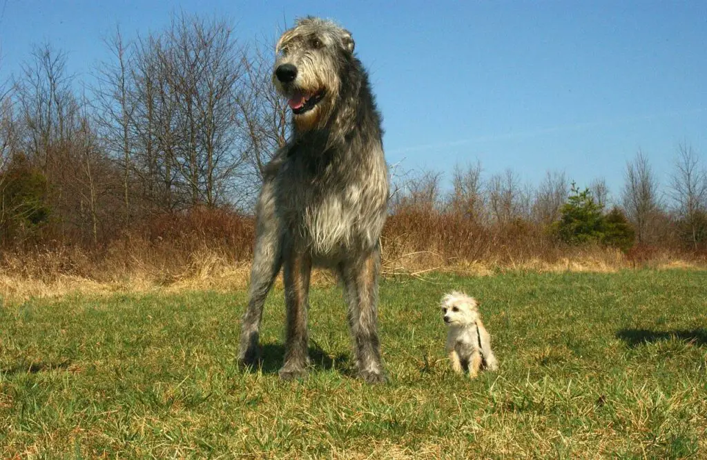 Irish wolfhounds