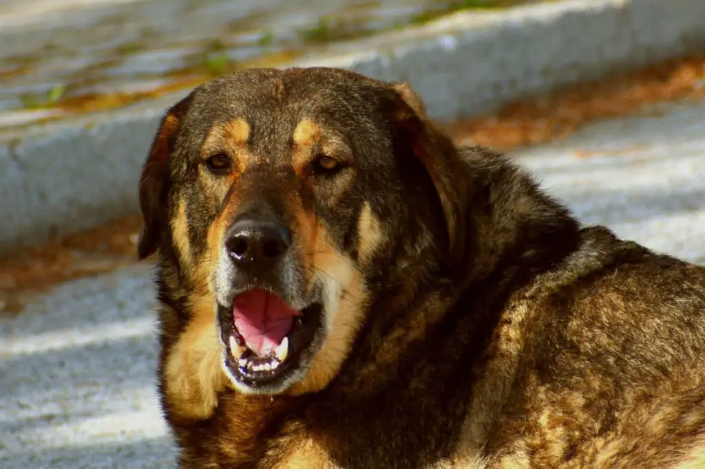 Is Kettle Popcorn Bad For Dogs