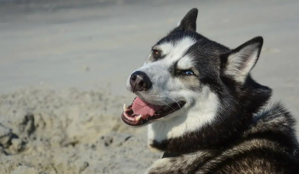 Is Lime Juice Bad For Dogs