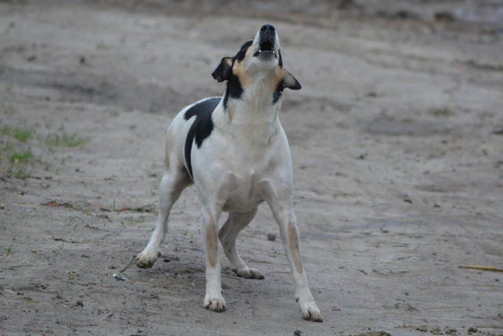 Is Spicy Food Bad For Dogs