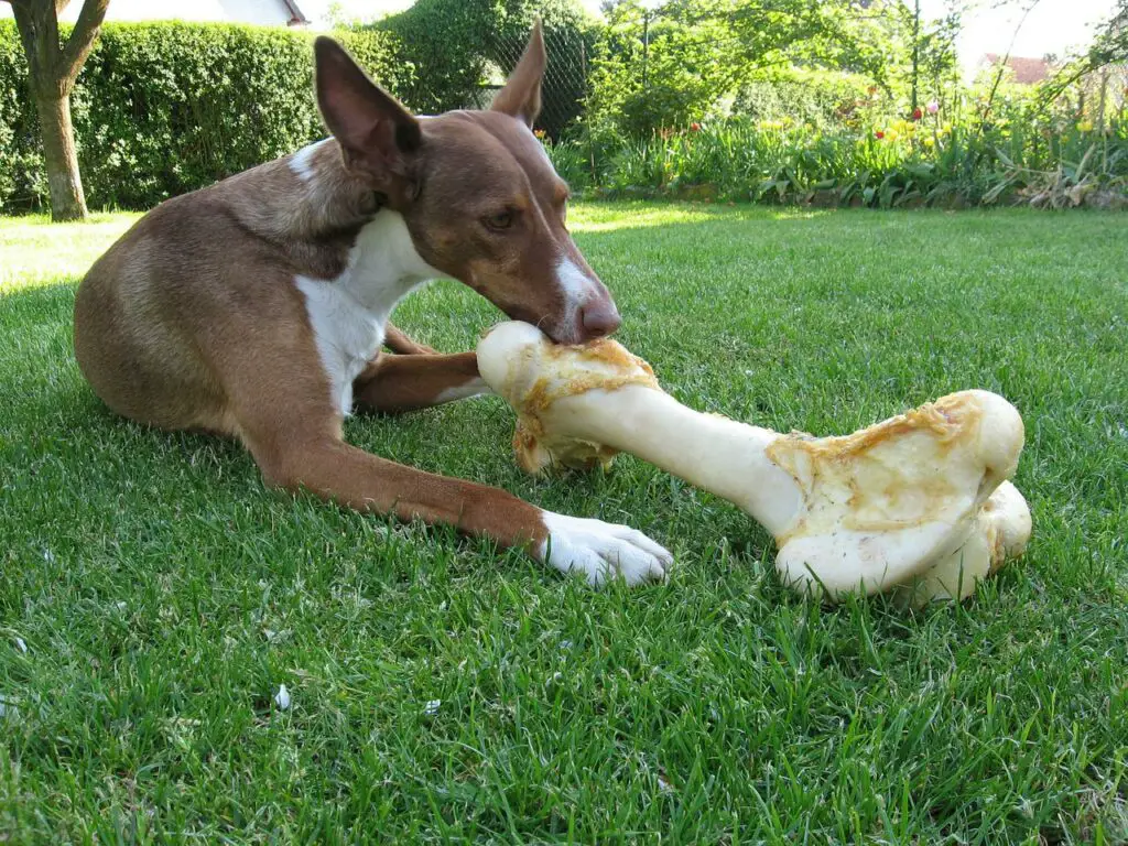 are turkey legs good for dogs