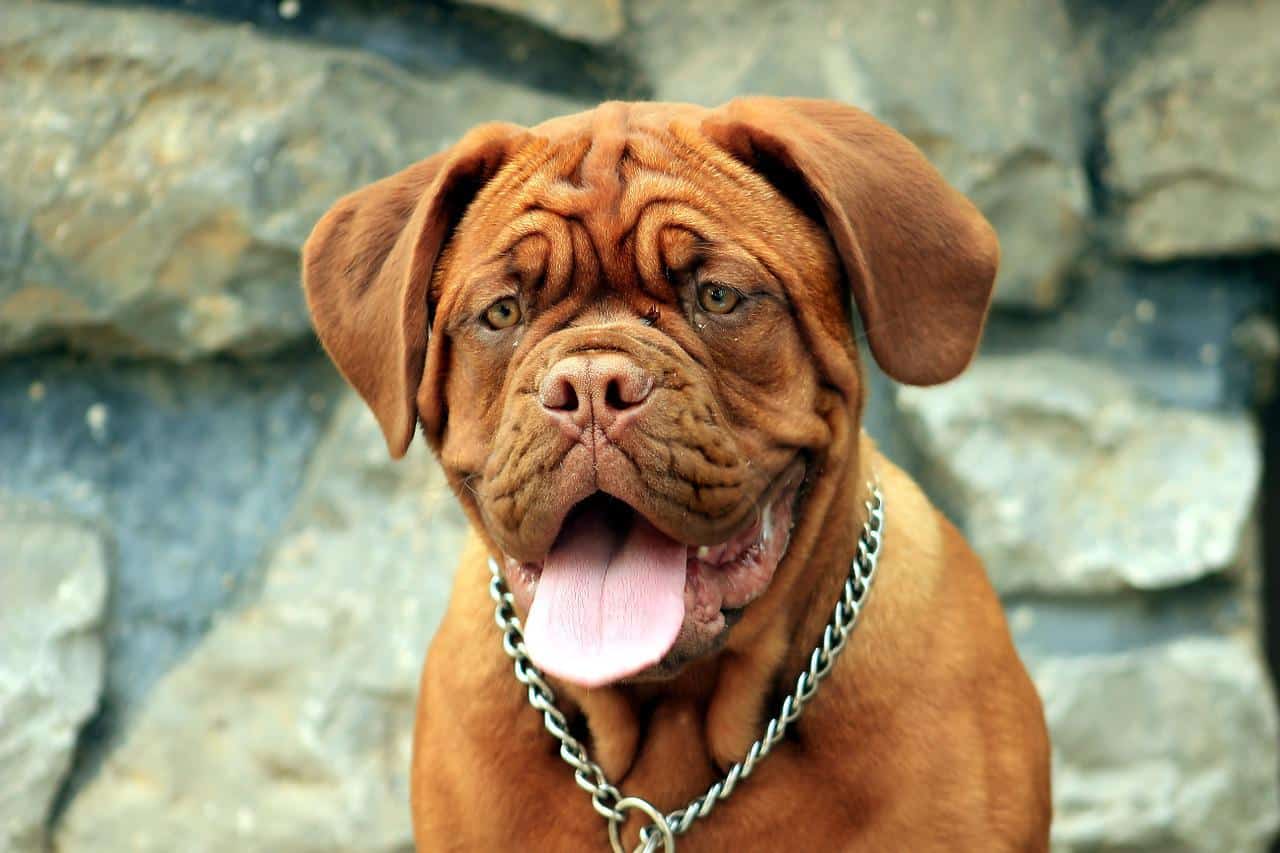 do mastiffs shed a lot