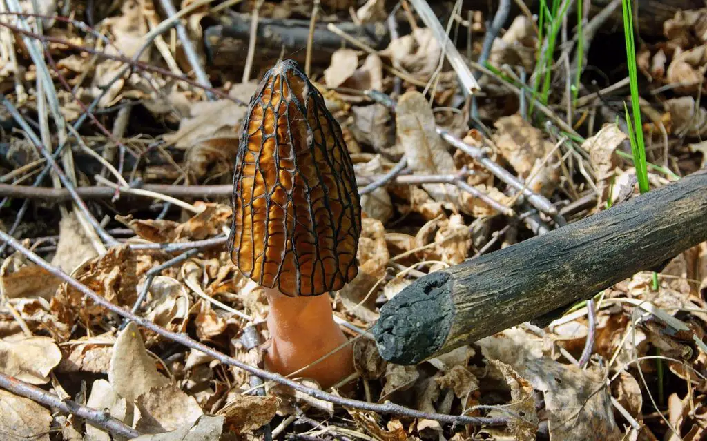 Morels