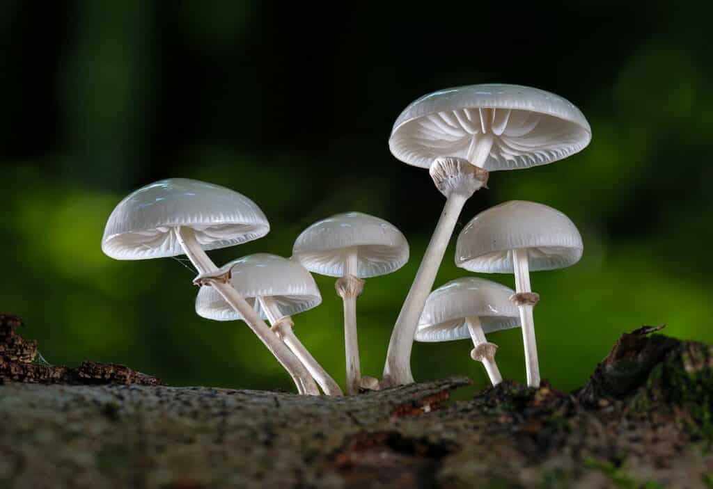 Oyster Mushrooms