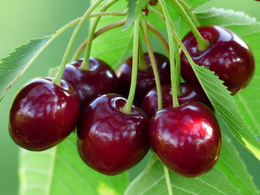 Pitted Cherries