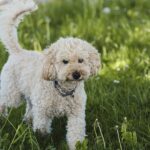How To Stop Poodle Barking Too Much