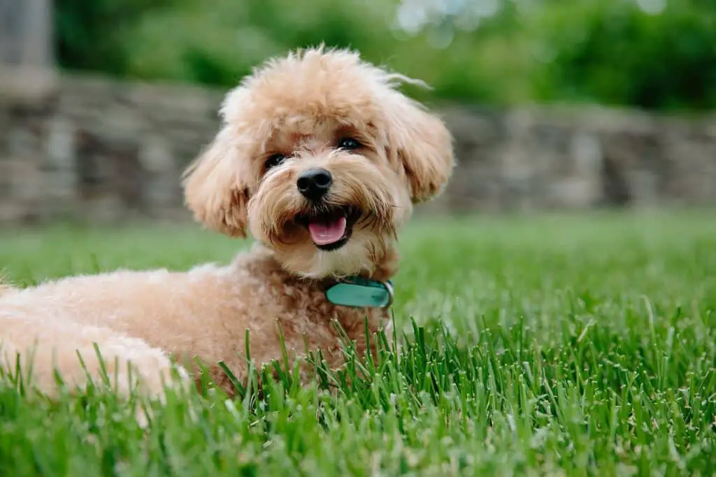 how far can a standard poodle run