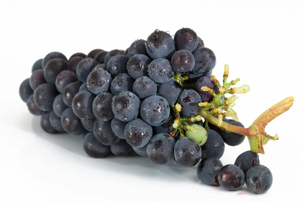 are purple grapes bad for dogs