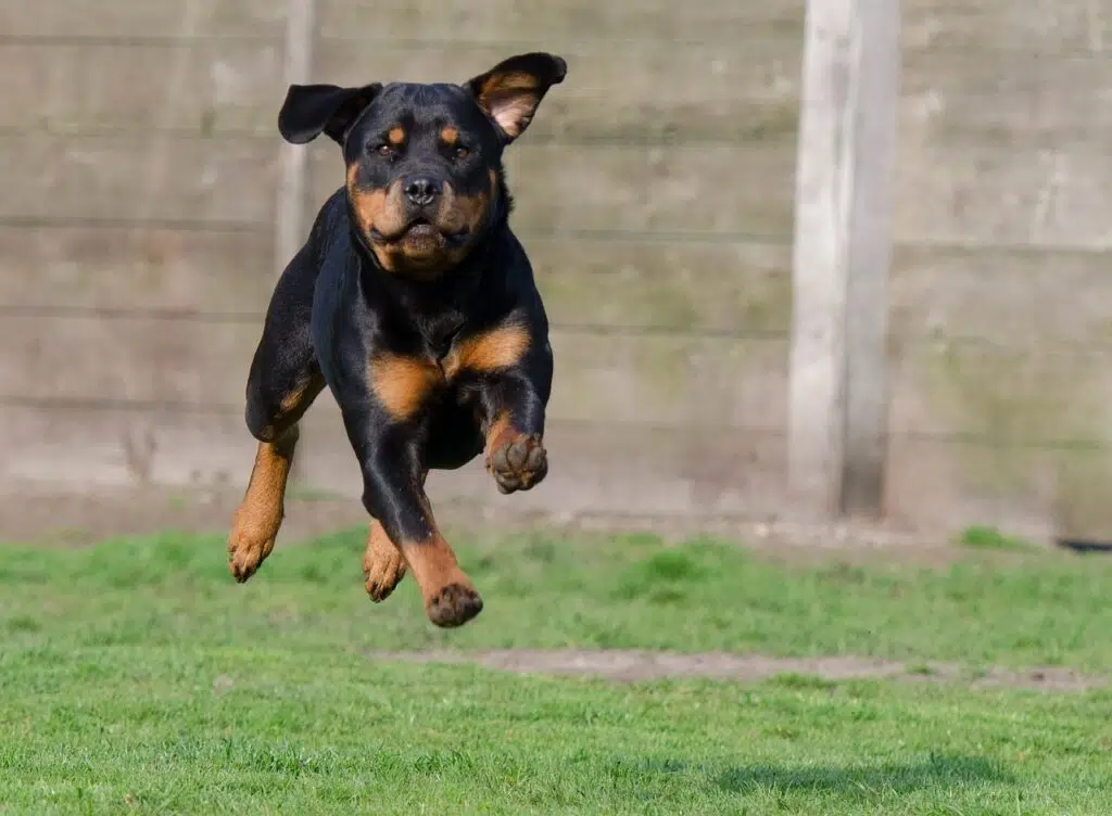 are rottweilers good for running