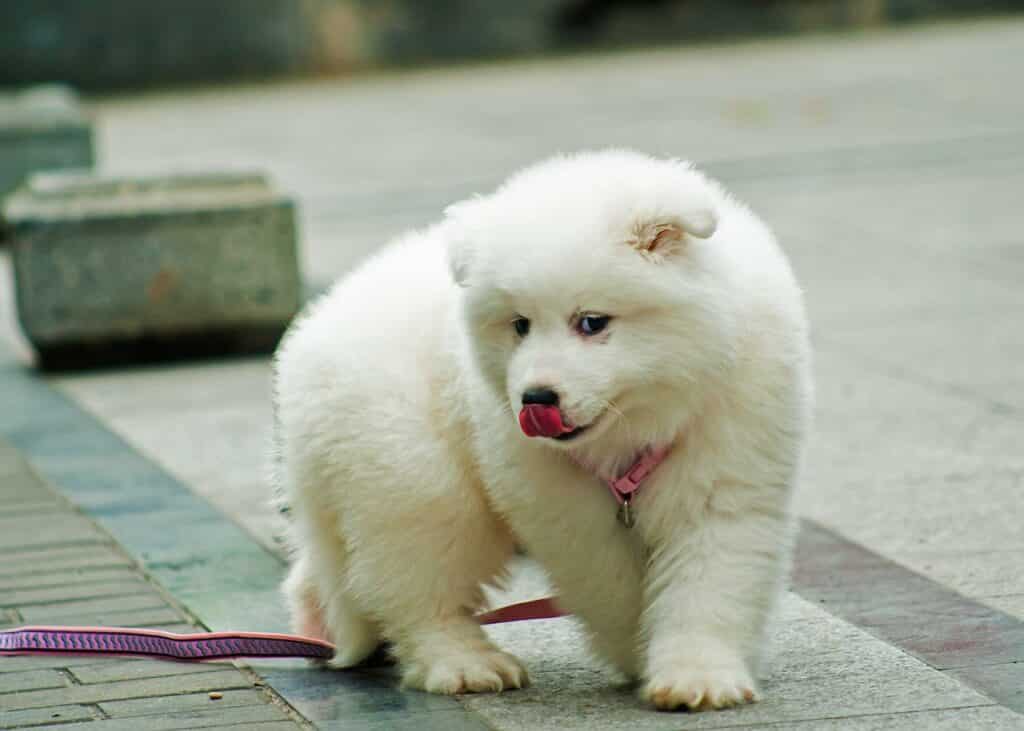 Samoyeds