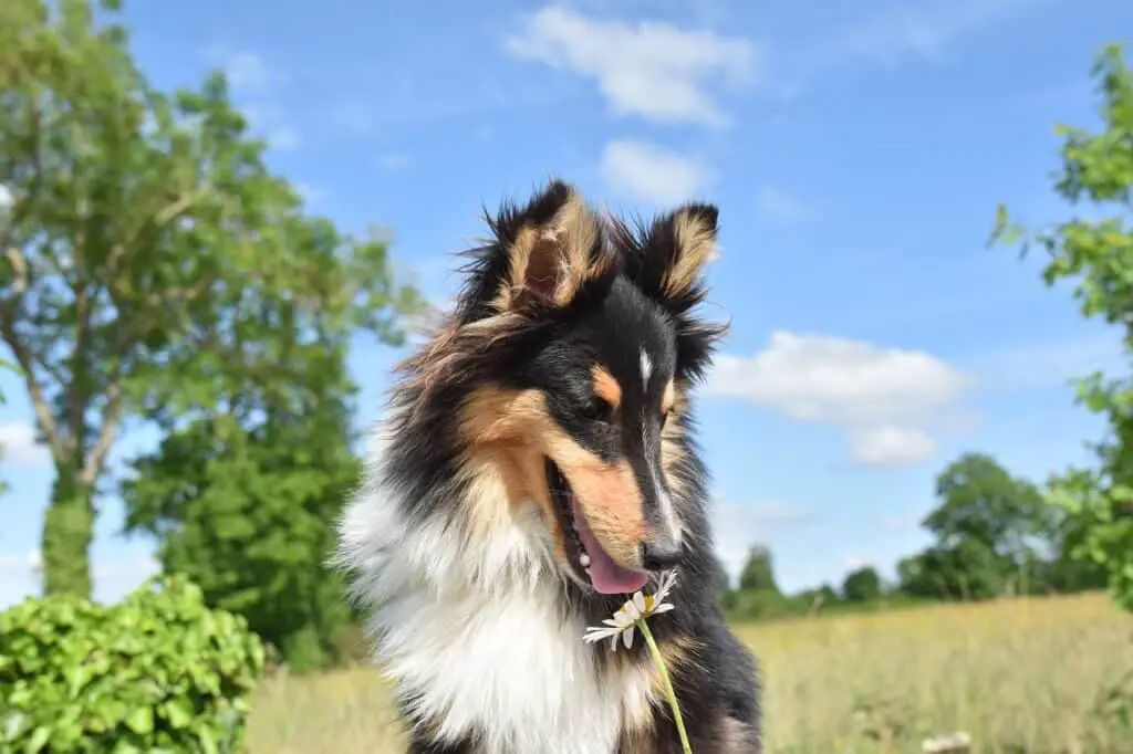 Shetland Sheepdogs