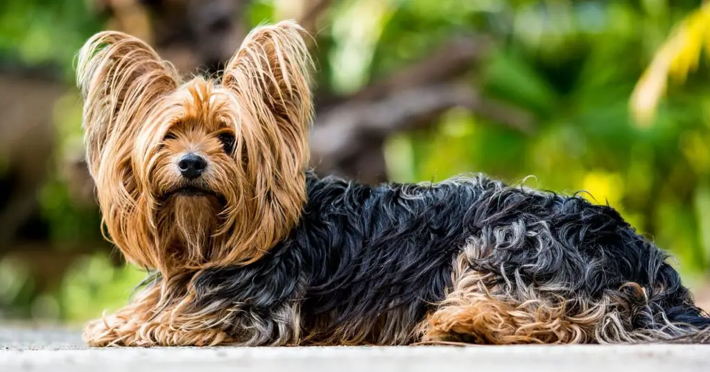 Tibetan Terriers Shed