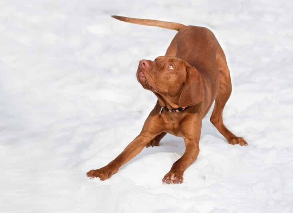 Vizsla dogs shed