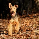 Do Welsh Terriers Shed?