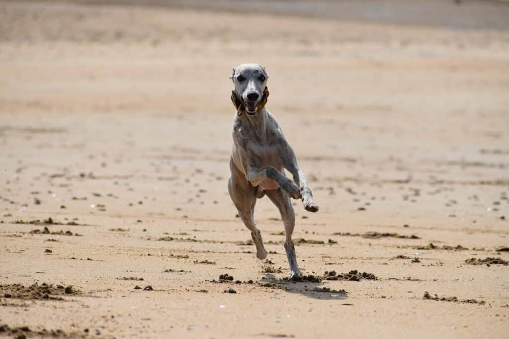 can greyhounds run long distances