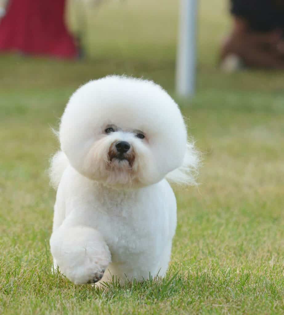 Bichons Shed