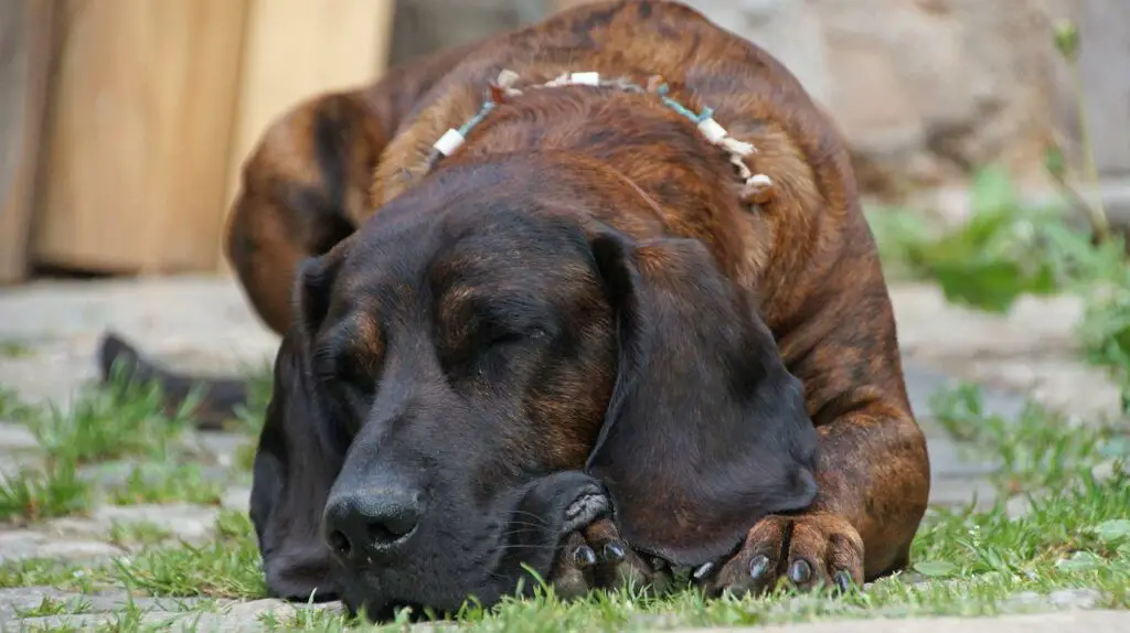 Bloodhound shedding