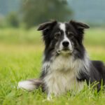Do Border Collie Shed? How To Minimize The Shedding
