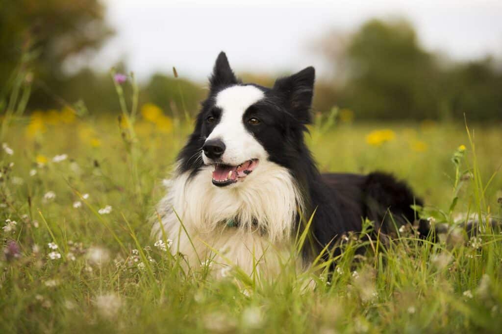 Do Border Collie Shed?