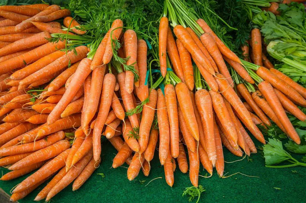 are carrots bad for dogs with diabetes