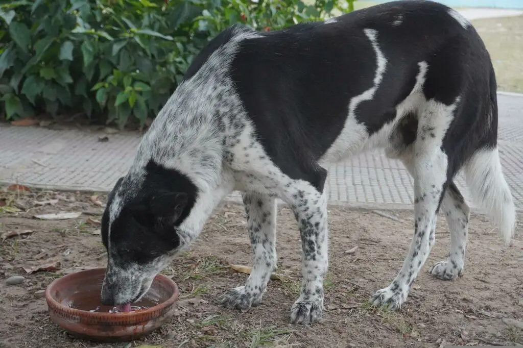 Can dogs eat cheese popcorn