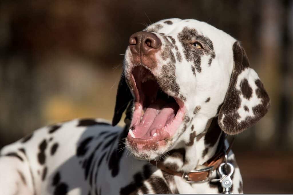 dalmatians barking