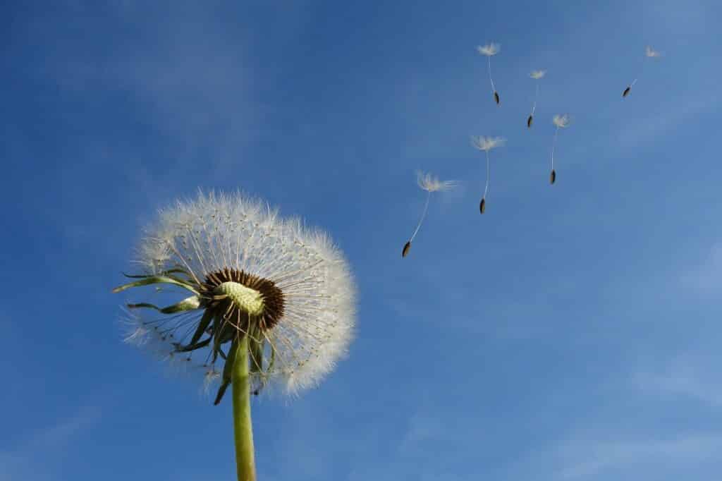 dandelions