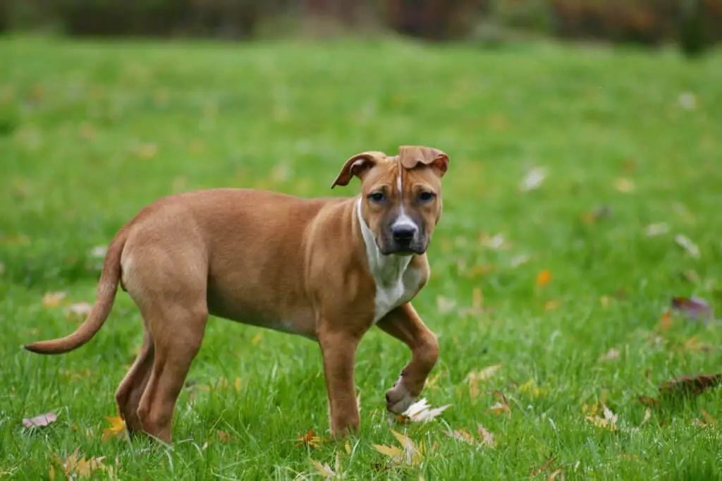 Is mashed potatoes good for dogs?