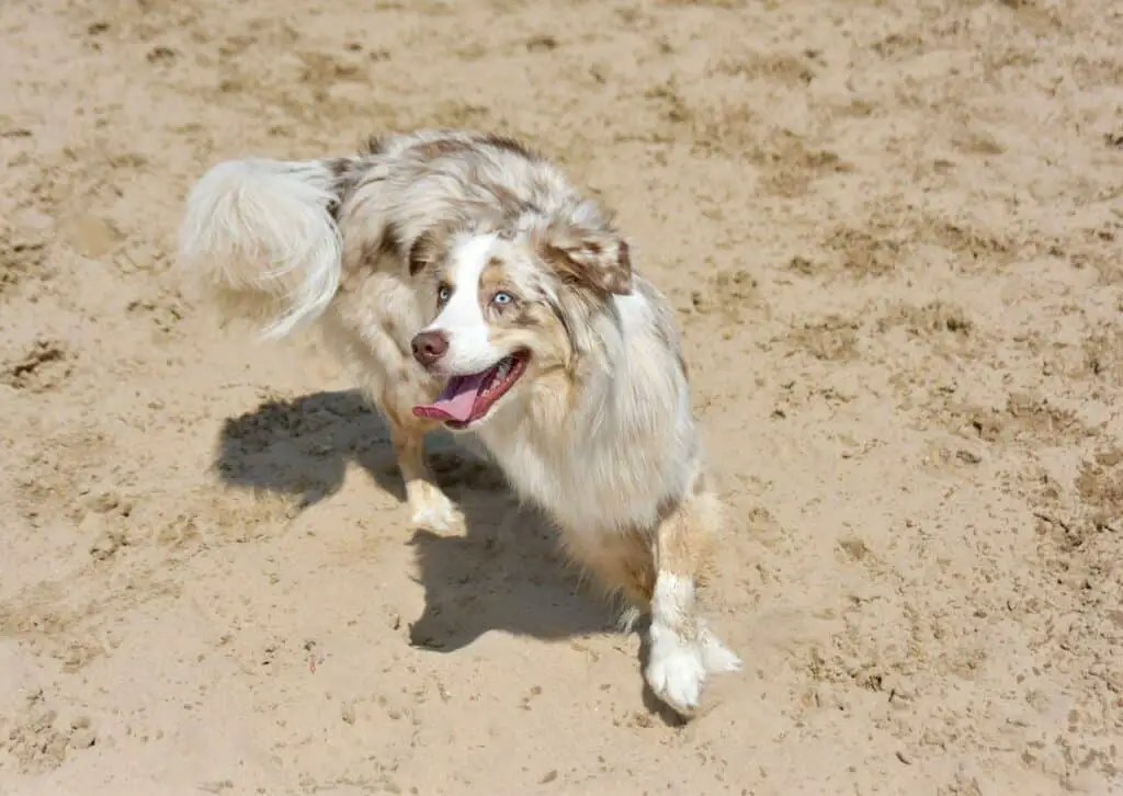 Can dogs have pork rib bones?