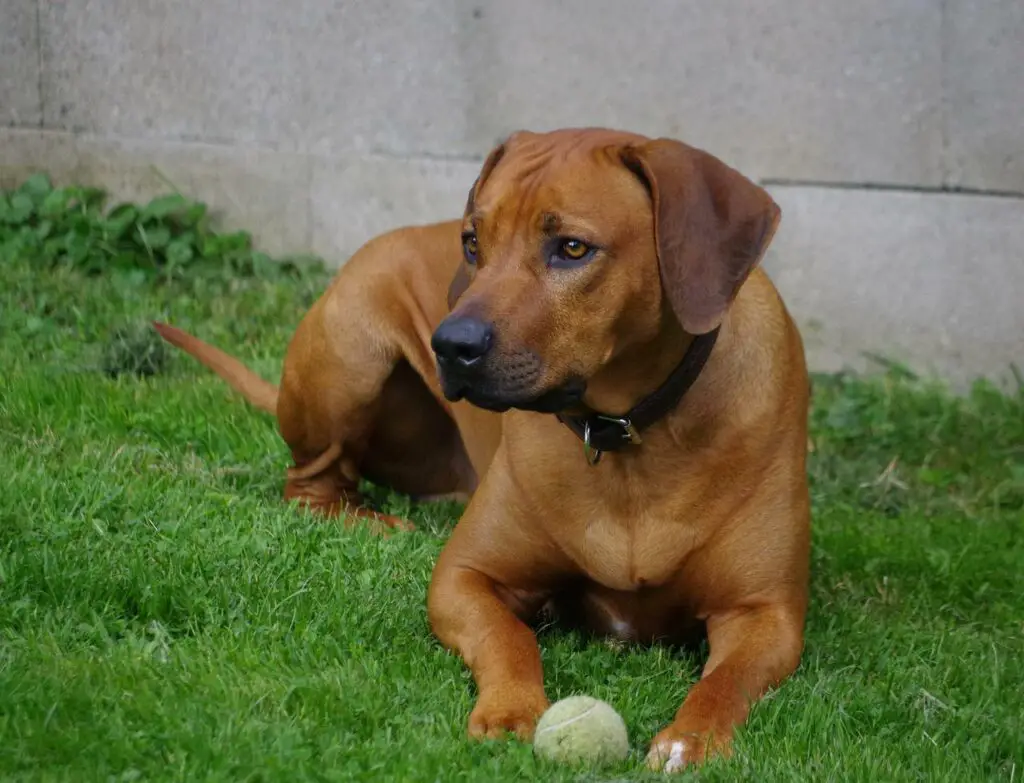 Does A Rhodesian Ridgeback Shed