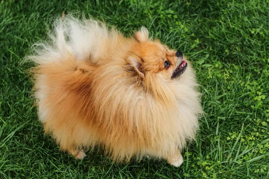 Do Pomeranians Shed?