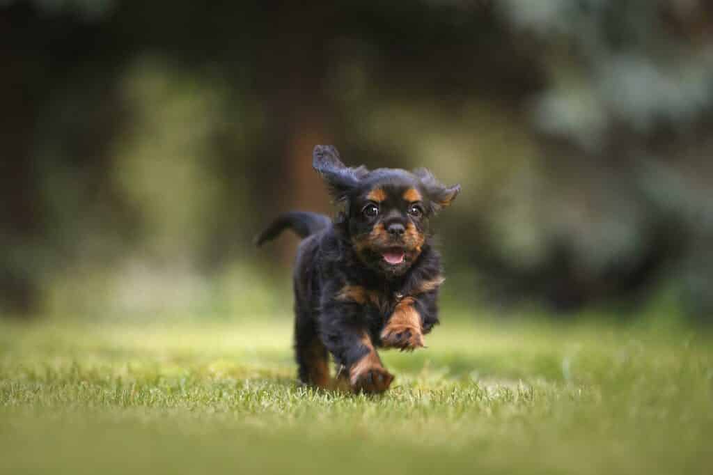 Can Dogs Eat Lentils?